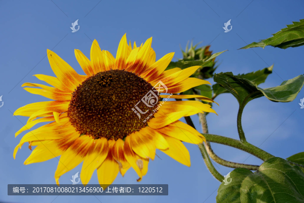 向日葵