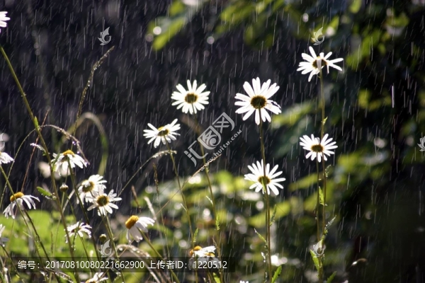站在雨中