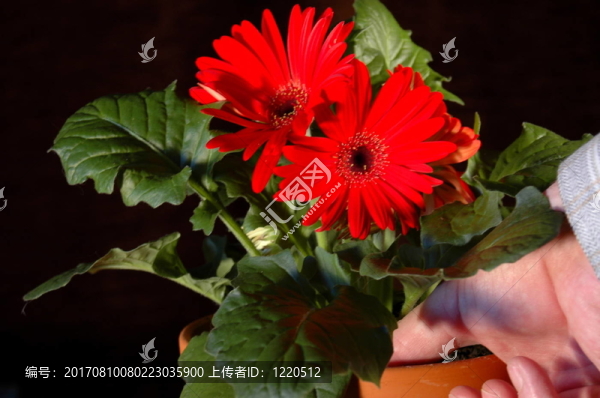 綠拇指
