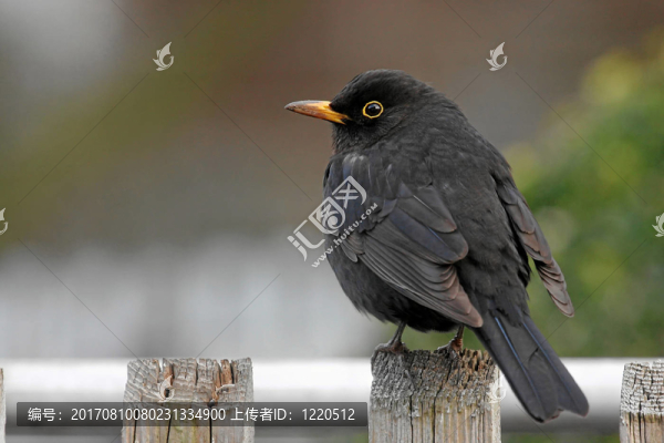 鳥