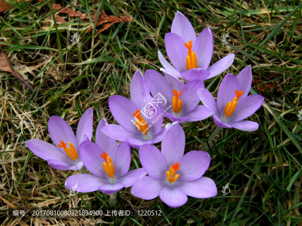 花園
