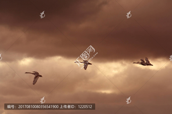 天鵝中隊(duì)