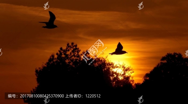 夜間飛行