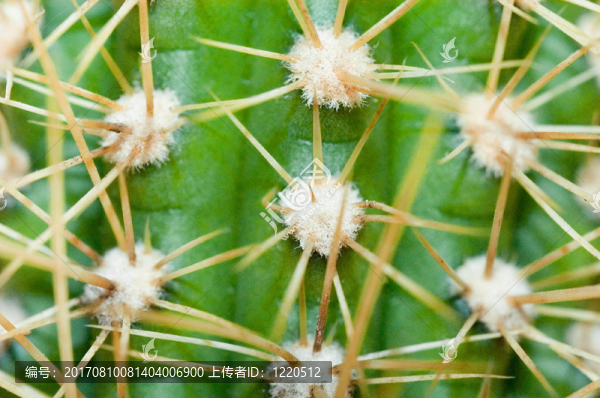植物
