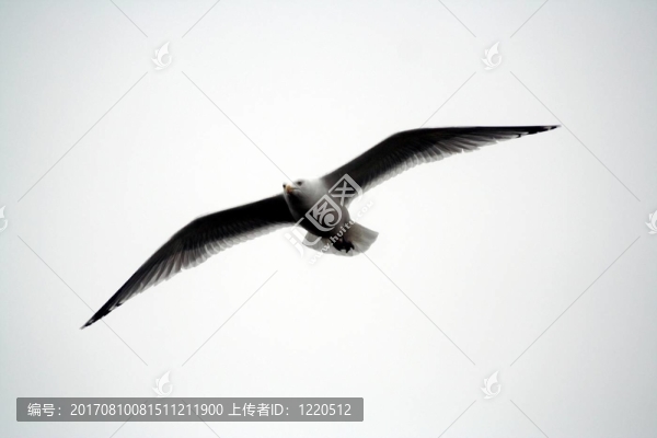 滑翔