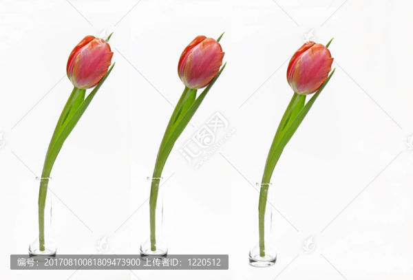 花卉