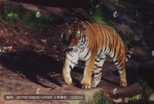虎，紐倫堡動物園