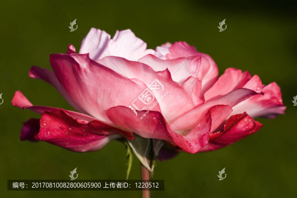 懷舊玫瑰-,2—