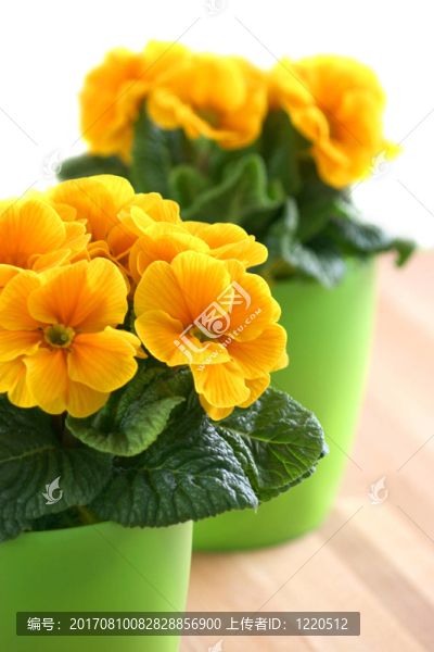 報春花