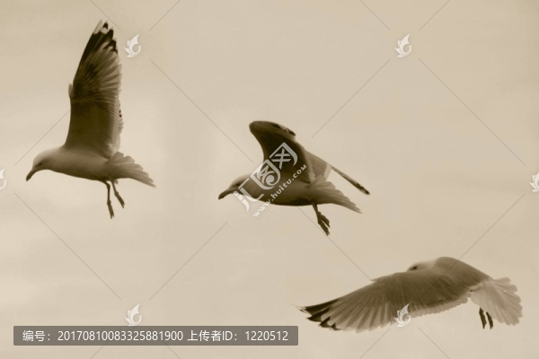 海鷗的飛行