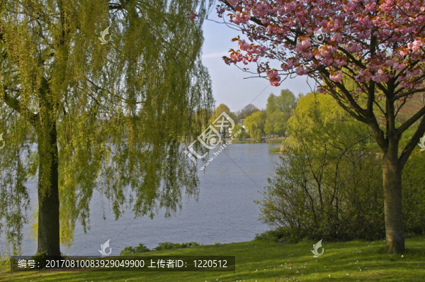 樹