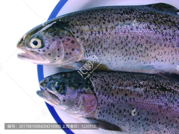 新鮮的魚