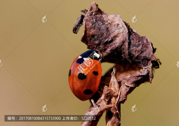 瓢蟲(chóng)