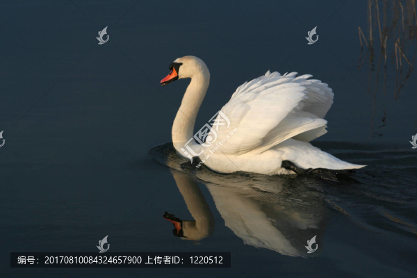 藍色