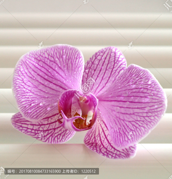 蘭花II