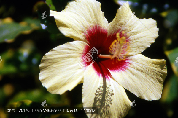 花卉