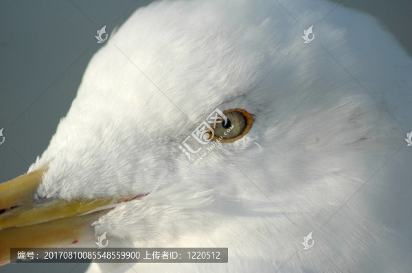 看