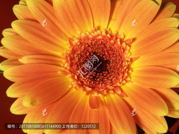 非洲菊