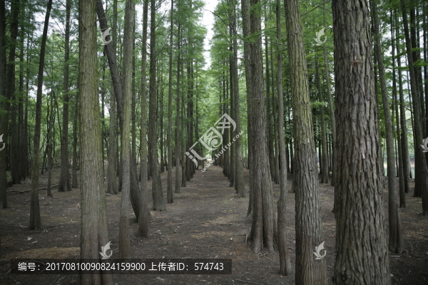 樹林