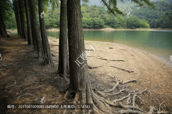 樹林