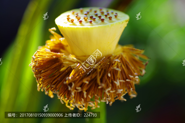 蓮蓬特寫