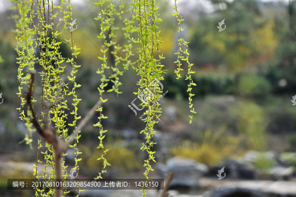 垂柳,春天柳樹,綠絲絳