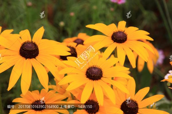 非洲菊,菊花