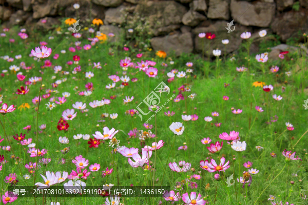 花叢,花海