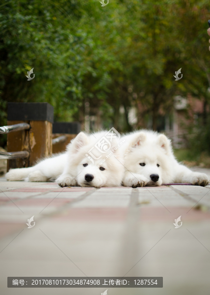薩摩耶犬
