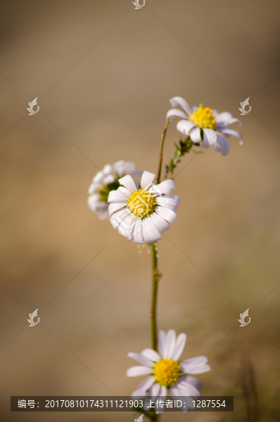 菊daisy