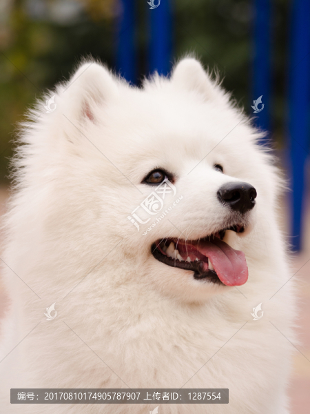 Samoyed薩摩耶犬