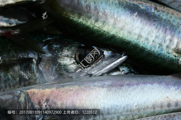 魚