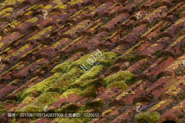屋頂上的苔蘚