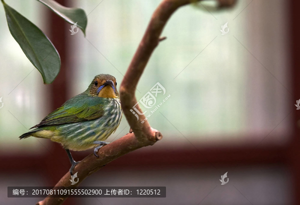 日本的鳥(niǎo)