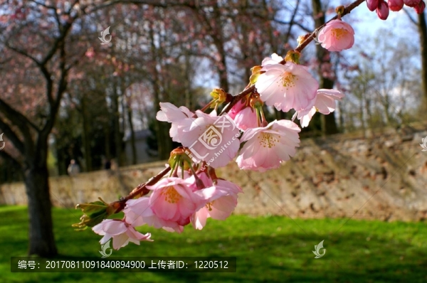 櫻花