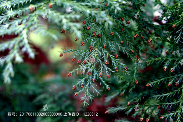 樹
