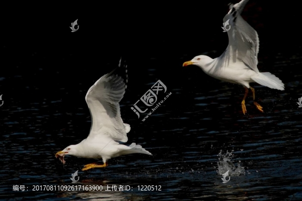 魚類