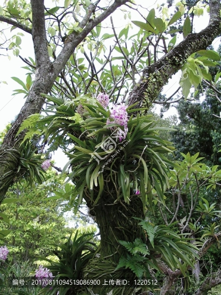 花園
