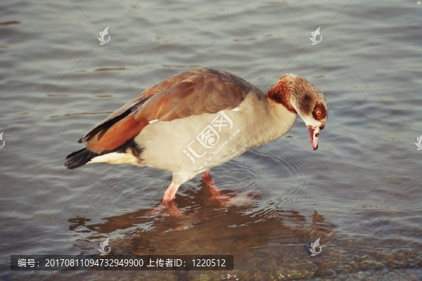 棕色