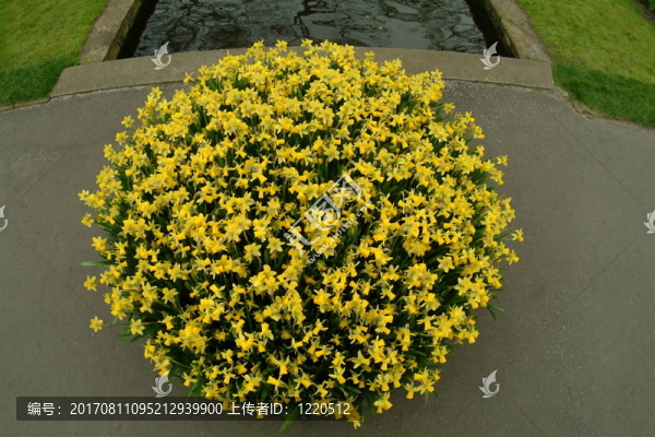 花盆