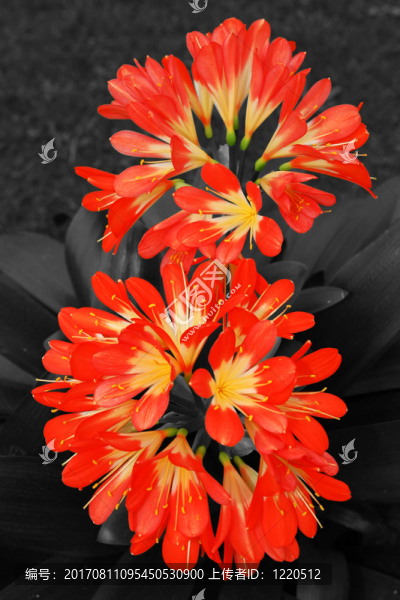 橙花
