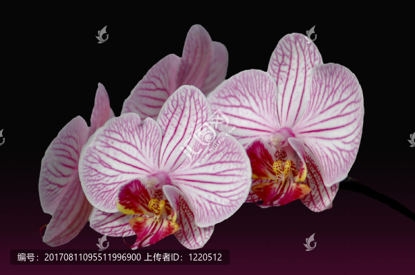 camela條紋3