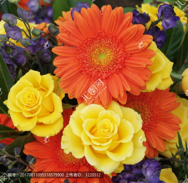 花朵在陽光下