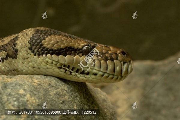 莫雷利亞spilota