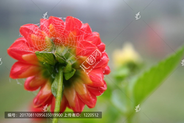 花園