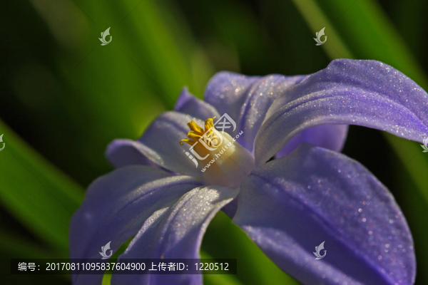 藍色