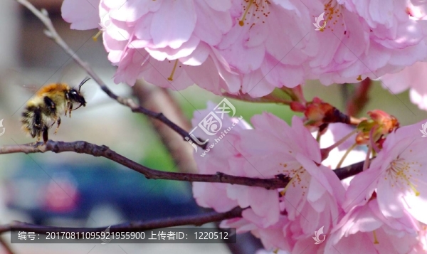 Hummel逼近