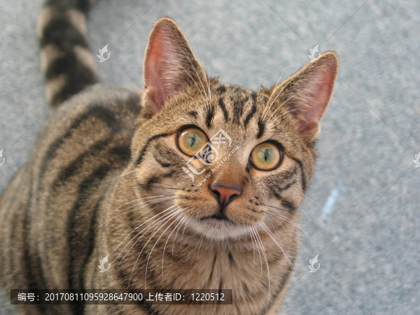 動物