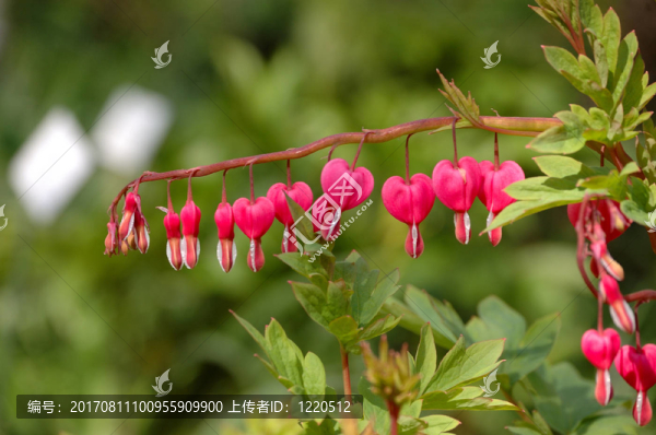 花卉
