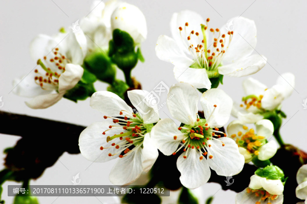 櫻花